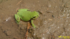 Hyla flaviventris
