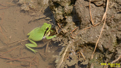 Hyla flaviventris
