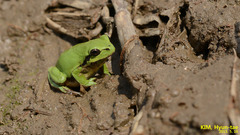 Hyla flaviventris