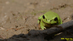 Hyla flaviventris