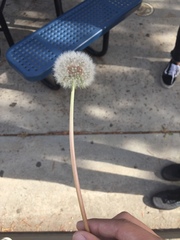 Taraxacum