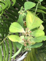 Euphorbia heterophylla image