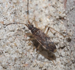 Ozophora salsaverdeae