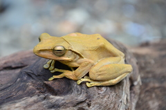 Polypedates iskandari