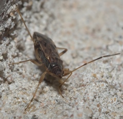 Ozophora salsaverdeae