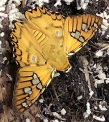 Myscelus amystis