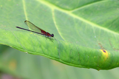 Hetaerina cruentata