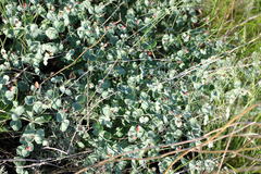 Euphorbia undulata