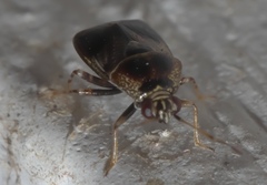 Deraeocoris nebulosus