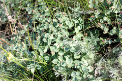 Euphorbia undulata