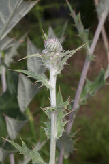 Cirsium scabrum