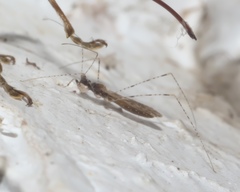 Empicoris culiciformis