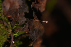 Mycena luxfoliicola