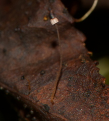Mycena luxfoliicola
