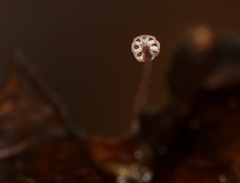 Mycena luxfoliicola