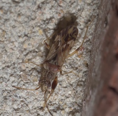 Neopamera albocincta