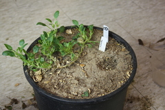 Tripterocalyx micranthus