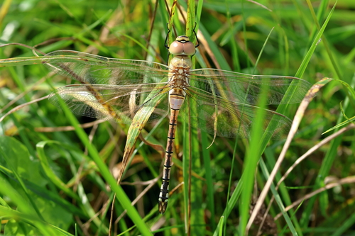 Vagrant Emperor