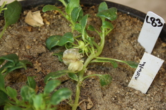 Tripterocalyx micranthus