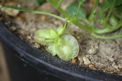 Tripterocalyx micranthus