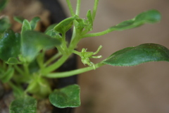 Tripterocalyx micranthus