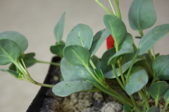 Abronia glabrifolia