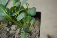 Abronia glabrifolia