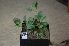 Abronia glabrifolia