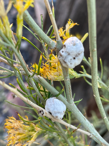 Unknown species found near Watchman Trail, Springdale, UT, US