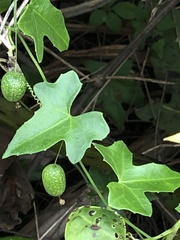 Melothria pendula image