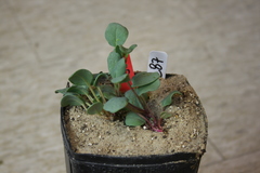 Abronia glabrifolia