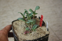 Abronia glabrifolia