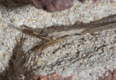 Pygolampis pectoralis