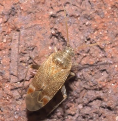 Hamatophylus guttulosus