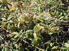 Rubus schmidelioides schmidelioides