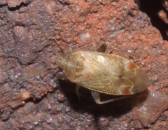 Hamatophylus guttulosus