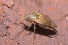 Hamatophylus guttulosus