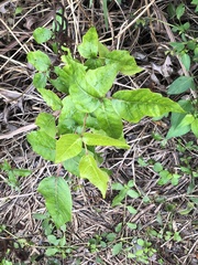 Toxicodendron radicans image