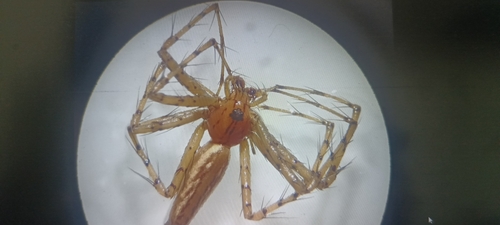 Peucetia rubrolineata