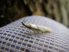 Pleurota pyropella