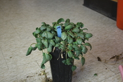 Abronia umbellata breviflora