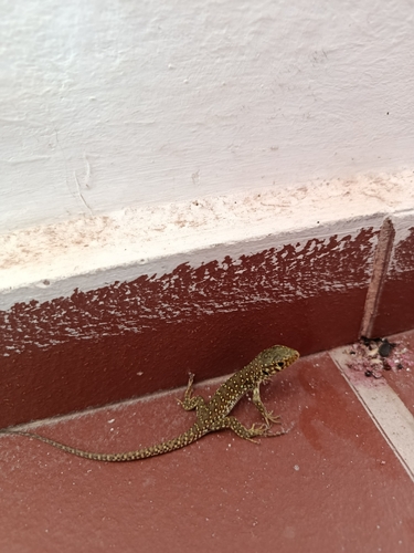 Avistamiento Lagarto ocelado (fardacho)