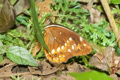 Oxeoschistus protogenia