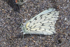 Hesperocharis marchalii