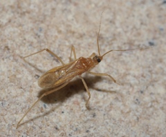 Oncerotrachelus pallidus
