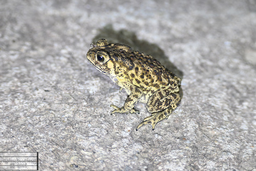 Asian Common Toad