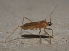 Oncerotrachelus pallidus