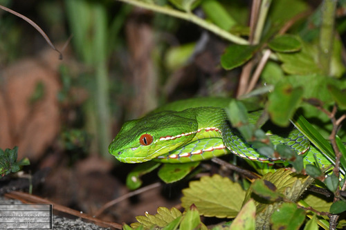Chinese Green Tree Viper