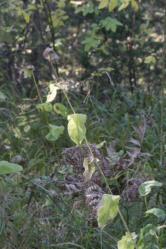 golden hare's ear (Bupleurum aureum)