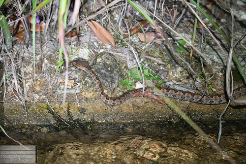 Brown spotted pitviper